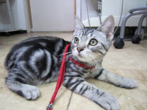 ノンちゃん (3)
