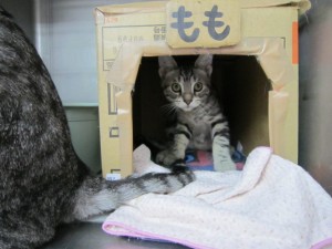 ノンちゃん