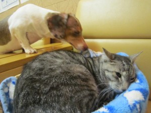 モカ (2) モカ (2)