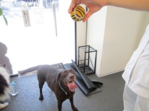 ビスタムーサ (4)