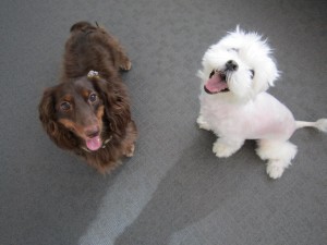 ライルティアラ