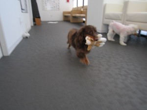 ライルティアラ (3)