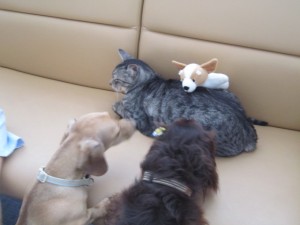 ライルティアラ (5)