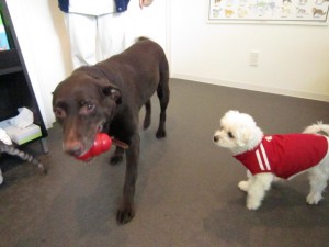 ビスタムーサ２ (2)