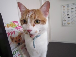 ロティ (3)