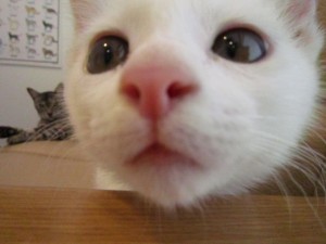 チョコ