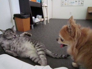 きよラッキー (5)