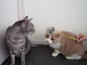 ごんごん2 (2) ごんごん2 (2)