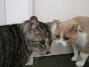 ごんごん2 (3) ごんごん2 (3)