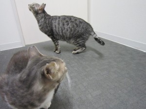 ベンジャミン (3)