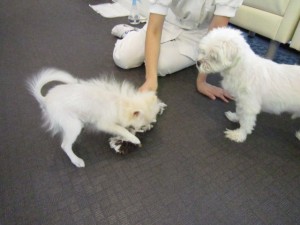 マクシミレン (4)