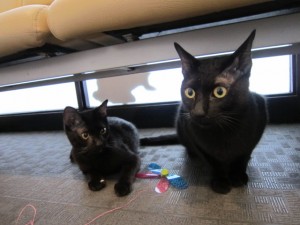 ロジェリオン (2)