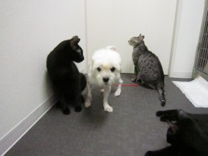 ロジェリオン (4)