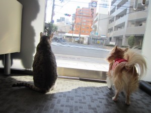 プリン3 プリン3