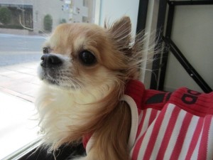 プリン2 プリン2