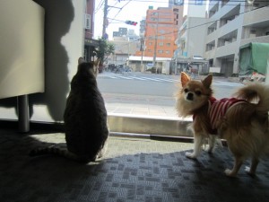 プリン4 プリン4