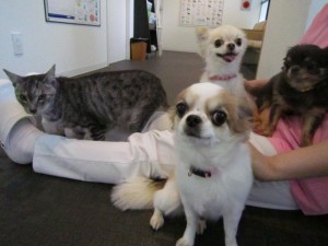 ﾙﾋﾞｰｲﾁｺﾞﾊﾞﾆﾗ６