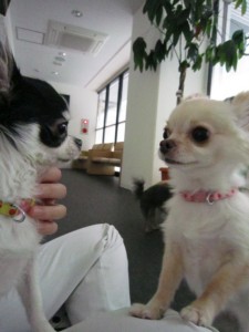 バニラ・タルト5