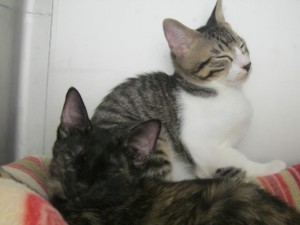 アリア・フーガ２