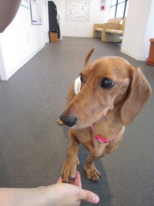 バーディ バーディ