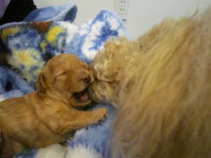 シフォン2 シフォン2