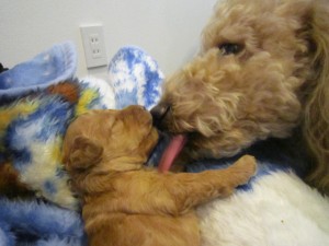 シフォン3 シフォン3