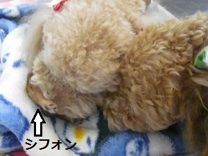 シフォン4(2) シフォン4(2)