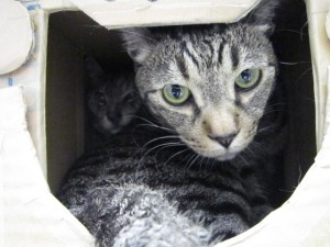 ももすけ・ももた