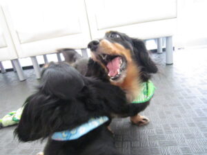 パンチジュニア２