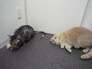 レオ ３