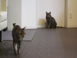 2ももすけ・ももた 2ももすけ・ももた