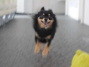 エル